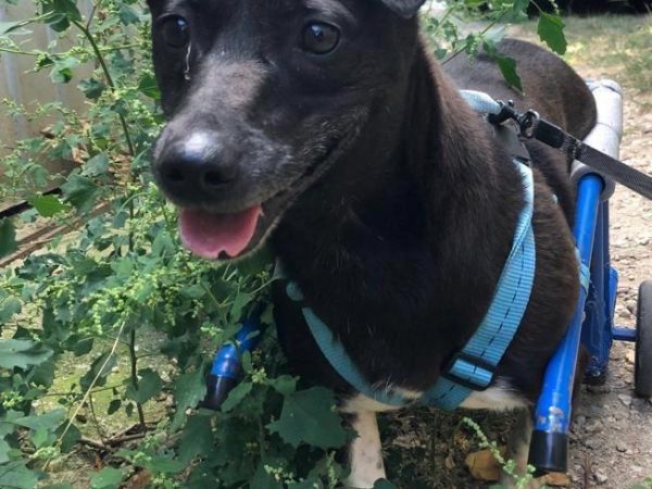 Bica Elena Carmina, sanctuar, Animale Salvate și Iubite